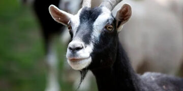 Seabra: bodes soltos em via pública causam transtornos a moradores