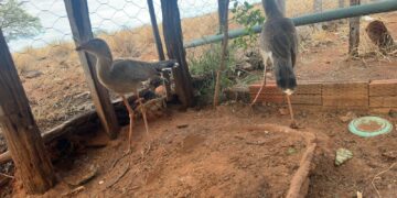 CIPPA Lençóis apreende armas e resgata aves silvestres em Boquira