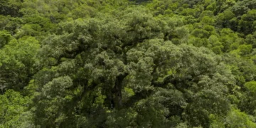 Mata Atlântica perde 2,4 milhões de hectares em 40 anos
