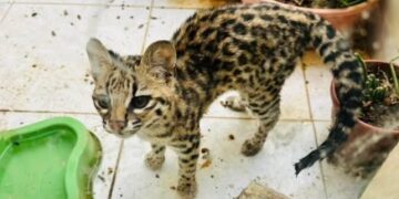 CIPPA Lençóis resgata animais silvestres em Irecê e Itaguaçu da Bahia