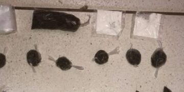 CIPE/Chapada apreende drogas durante patrulhamento em Novo Horizonte