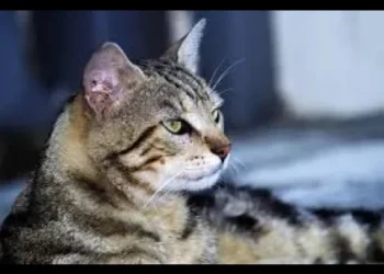 Seabra: Mais um animal doméstico morre envenenado na zona rural