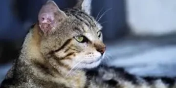 Seabra: Mais um animal doméstico morre envenenado na zona rural