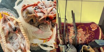 CIPPA Lençóis apreende armas, animais silvestres e carne de caça em operação em Ibicoara