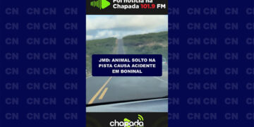 JMD: Animal solto na pista causa acidente em Boninal