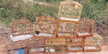 CIPPA/Lençóis recebe entrega voluntária de aves silvestres em Ibicoara