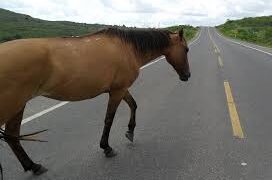 Chapada: Cavalo solto na via vitima fatalmente jovem de 25 anos em Souto Soares