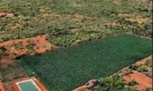 Ação policial erradica mega plantação de maconha entre Souto Soares e Barro Alto