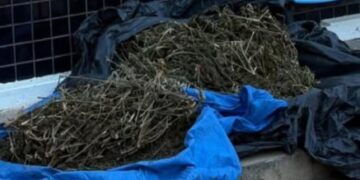 Na zona rural de Seabra, 16 kg de maconha são apreendidas pela PM