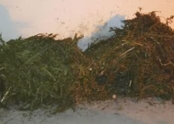 Imóvel utilizado para secagem e armazenamento de drogas é descoberto em Seabra