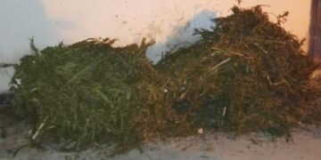 Imóvel utilizado para secagem e armazenamento de drogas é descoberto em Seabra