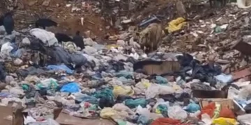 Chapada: Sinal de alerta. “Estão criando porcos no lixão de Palmeiras”, relata morador