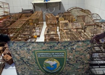 Seabra: aves silvestres são resgatadas junto com armas e drogas na zona rural