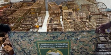 Seabra: aves silvestres são resgatadas junto com armas e drogas na zona rural