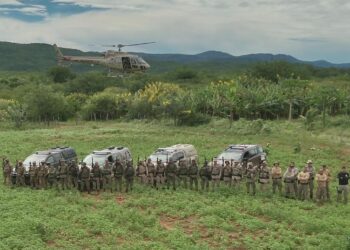 Operação erradica 200 mil pés de maconha em região da Chapada Diamantina