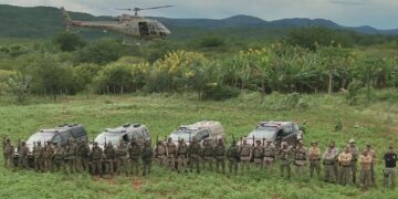 Operação erradica 200 mil pés de maconha em região da Chapada Diamantina
