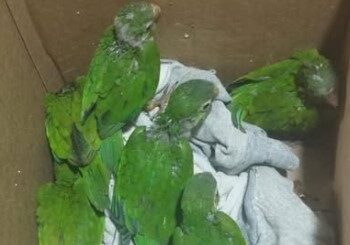 Polícia flagra comércio ilegal de animais silvestres em Seabra