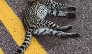 Felino silvestre é encontrado morto às margens da BA-142 entre Andaraí e Mucugê
