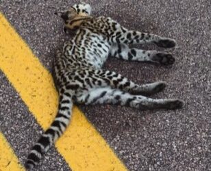 Felino silvestre é encontrado morto às margens da BA-142 entre Andaraí e Mucugê