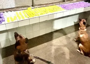 Polícia apreende drogas durante abordagem a ônibus em Itaberaba