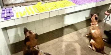 Polícia apreende drogas durante abordagem a ônibus em Itaberaba