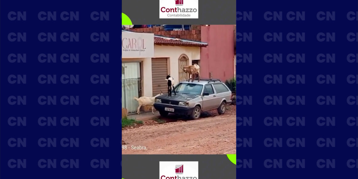 JMD: “ficam em cima dos carros, já fez xixi no sofá da minha mãe”, diz morador de Seabra sobre cabras soltas na rua