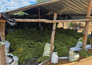 Chapada Diamantina: operação erradica cerca de 180 mil pés de maconha na zona rural de Bonito