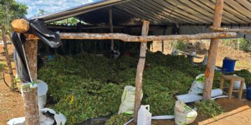 Chapada Diamantina: operação erradica cerca de 180 mil pés de maconha na zona rural de Bonito