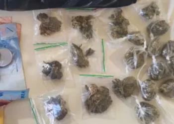 Polícia apreende drogas e pés de maconha durante patrulhamento em Morro do Chapéu