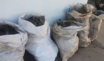 Polícia apreende mais de 56 kg de maconha e conduz três em ação na Chapada Diamantina