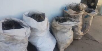 Polícia apreende mais de 56 kg de maconha e conduz três em ação na Chapada Diamantina
