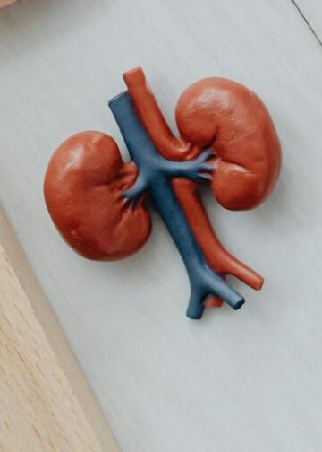 Dia Mundial do Rim: doenças renais são silenciosas e exigem atenção