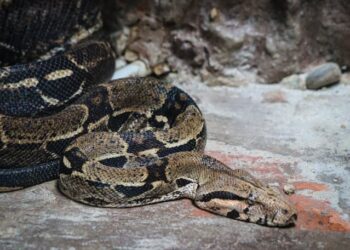 Polícia Ambiental resgata jiboia em residência de Lençóis