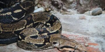 Polícia Ambiental resgata jiboia em residência de Lençóis