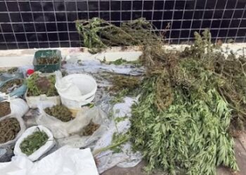 Mais de 100 pés de maconha são apreendidos na zona rural de Seabra