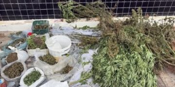 Mais de 100 pés de maconha são apreendidos na zona rural de Seabra