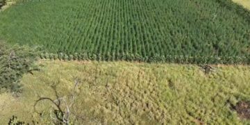 Operação “Raízes Ocultas” erradica 300 mil pés de maconha em Ibitiara