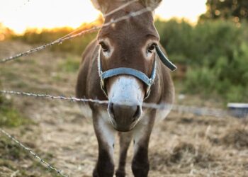 Justiça Federal suspende abate de jumentos na Bahia