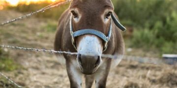 Justiça Federal suspende abate de jumentos na Bahia