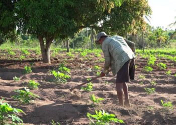 Garantia de direitos trabalhistas no campo ainda enfrenta desafios