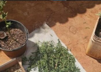 Homem é preso com drogas após perseguição policial em Souto Soares