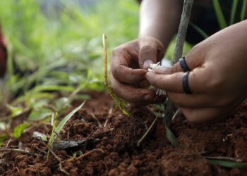 Governo lança R$ 16 milhões em editais para Plantas Medicinais e Turismo Rural