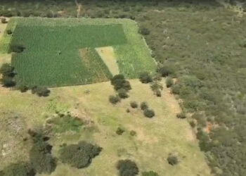 Chapada: Polícia Civil localiza plantação com cerca de 300 mil pés de maconha em Ibitiara
