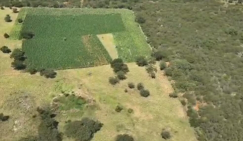 Chapada: Polícia Civil localiza plantação com cerca de 300 mil pés de maconha em Ibitiara