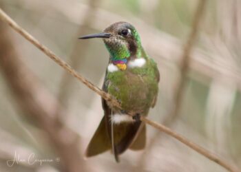 Lençóis: 4ª Roda de Saberes reúne observação de aves, ciência cidadã, cultura e preservação