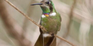 Lençóis: 4ª Roda de Saberes reúne observação de aves, ciência cidadã, cultura e preservação
