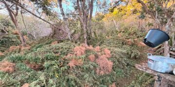Polícia Civil apreende 1,5 tonelada de maconha em operação na Chapada Diamantina