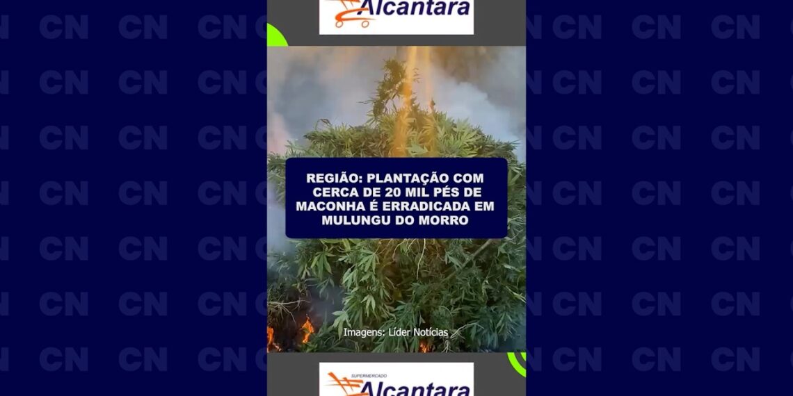 Região: Plantação com cerca de 20 mil pés de maconha é erradicada em Mulungu do Morro