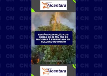Região: Plantação com cerca de 20 mil pés de maconha é erradicada em Mulungu do Morro