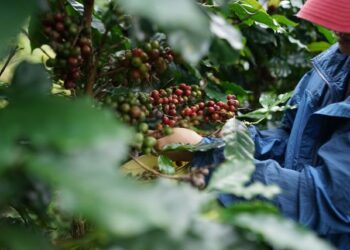 Chapada Diamantina celebra o terroir que produz grãos premiados no Dia Internacional do Café